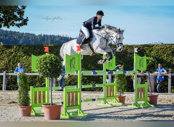 Holstein, Castrone, 10 Anni, 170 cm, Grigio