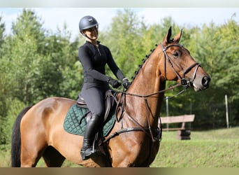 Holstein, Castrone, 10 Anni, 172 cm, Baio