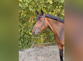 Holstein, Castrone, 10 Anni, 173 cm, Baio