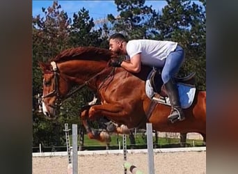 Holstein, Castrone, 10 Anni, 178 cm, Sauro