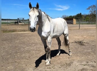 Holstein, Castrone, 10 Anni, 182 cm, Grigio