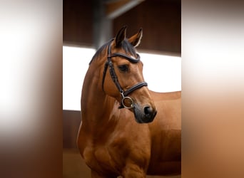 Holstein, Castrone, 11 Anni, 164 cm, Baio ciliegia