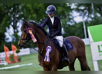 Holstein, Castrone, 11 Anni, 166 cm, Baio scuro