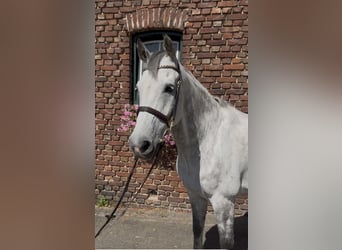 Holstein, Castrone, 11 Anni, 166 cm, Grigio pezzato