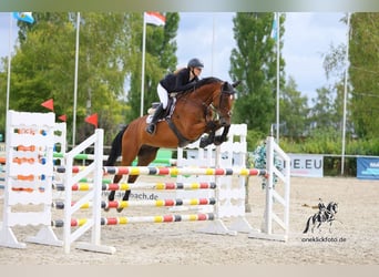 Holstein, Castrone, 11 Anni, 168 cm, Baio