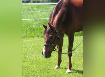 Holstein, Castrone, 11 Anni, 168 cm, Sauro scuro