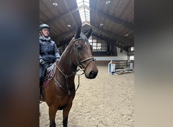 Holstein, Castrone, 11 Anni, 170 cm, Baio