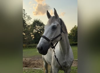 Holstein, Castrone, 11 Anni, 170 cm, Grigio