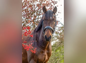 Holstein, Castrone, 11 Anni, 171 cm, Baio