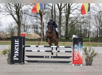 Holstein, Castrone, 11 Anni, 173 cm, Baio