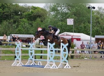Holstein, Castrone, 11 Anni, 173 cm, Baio
