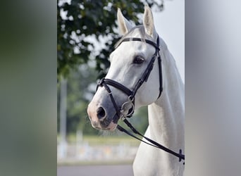 Holstein, Castrone, 11 Anni, 173 cm, Bianco