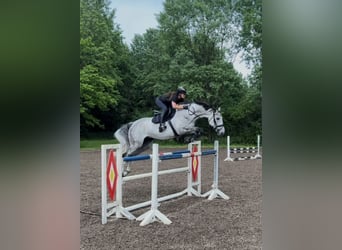 Holstein, Castrone, 11 Anni, 179 cm, Grigio