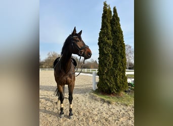 Holstein, Castrone, 11 Anni, 180 cm, Baio