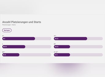 Holstein, Castrone, 12 Anni, 168 cm, Sauro scuro