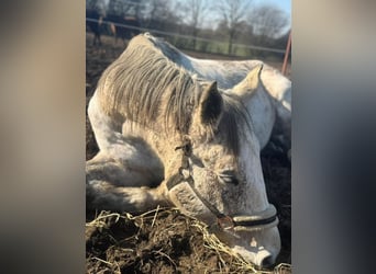 Holstein Mix, Castrone, 12 Anni, 170 cm, Grigio trotinato