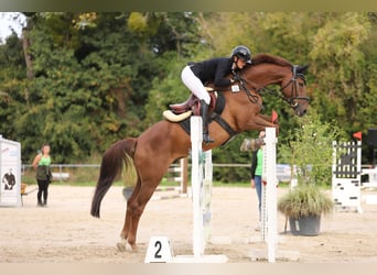 Holstein, Castrone, 12 Anni, 170 cm, Sauro