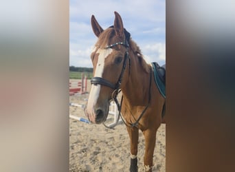 Holstein, Castrone, 12 Anni, 170 cm, Sauro