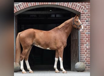 Holstein, Castrone, 12 Anni, 173 cm, Sauro