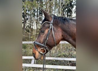 Holstein, Castrone, 12 Anni, 174 cm, Baio