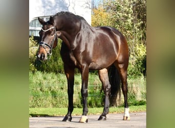 Holstein, Castrone, 12 Anni, 175 cm, Baio scuro