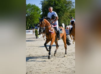 Holstein, Castrone, 12 Anni, Baio