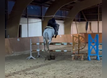 Holstein, Castrone, 12 Anni, Grigio trotinato