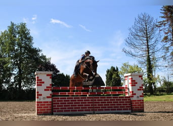 Holstein, Castrone, 13 Anni, 164 cm, Baio