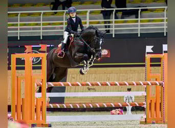 Holstein, Castrone, 13 Anni, 165 cm, Baio scuro