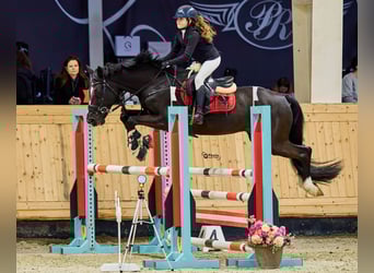 Holstein, Castrone, 13 Anni, 165 cm, Baio scuro