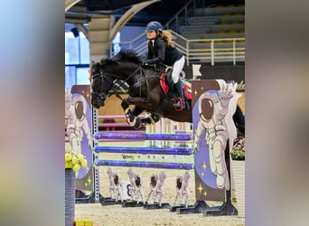 Holstein, Castrone, 13 Anni, 165 cm, Baio scuro