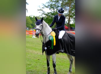 Holstein, Castrone, 13 Anni, 165 cm, Grigio