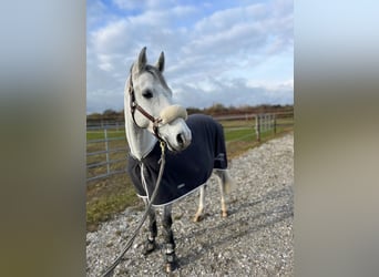 Holstein, Castrone, 13 Anni, 165 cm, Grigio