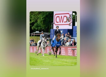 Holstein, Castrone, 13 Anni, 165 cm, Grigio