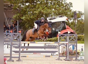 Holstein, Castrone, 13 Anni, 168 cm, Baio