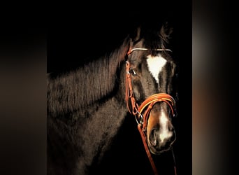 Holstein, Castrone, 13 Anni, 172 cm, Baio scuro