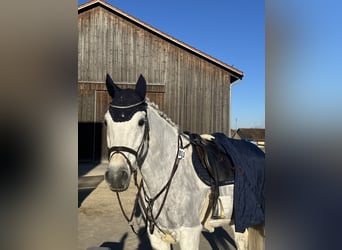 Holstein, Castrone, 13 Anni, 172 cm, Grigio