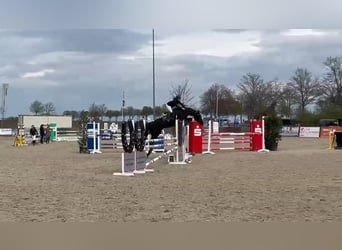 Holstein, Castrone, 13 Anni, 172 cm, Morello