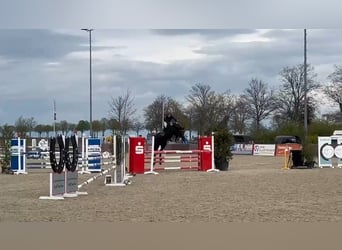 Holstein, Castrone, 13 Anni, 172 cm, Morello