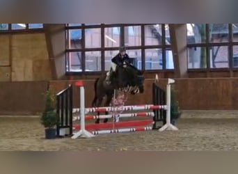 Holstein, Castrone, 13 Anni, 172 cm, Morello