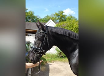 Holstein, Castrone, 13 Anni, 172 cm, Morello