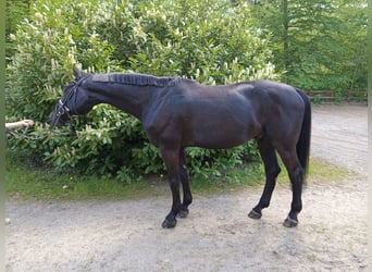 Holstein, Castrone, 13 Anni, 172 cm, Morello