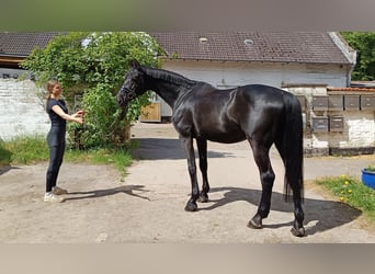 Holstein, Castrone, 13 Anni, 172 cm, Morello