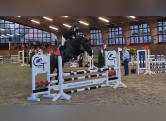 Holstein, Castrone, 13 Anni, 172 cm, Morello
