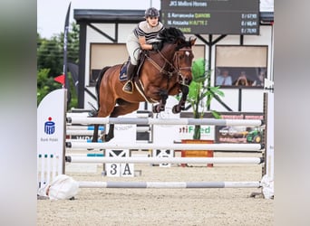 Holstein, Castrone, 13 Anni, 173 cm, Baio ciliegia