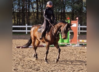 Holstein, Castrone, 13 Anni, 173 cm, Baio ciliegia