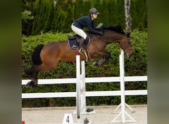 Holstein, Castrone, 13 Anni, 173 cm, Baio ciliegia