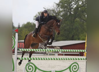 Holstein, Castrone, 13 Anni, 173 cm, Baio ciliegia