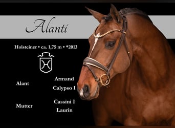 Holstein, Castrone, 13 Anni, 175 cm, Baio scuro