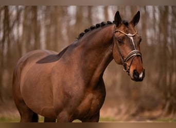 Holstein, Castrone, 13 Anni, 175 cm, Baio scuro